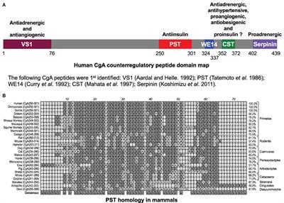 Chromogranin A Regulation of Obesity and Peripheral Insulin Sensitivity